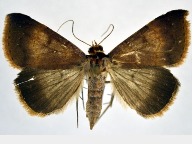 Plecoptera infuscata